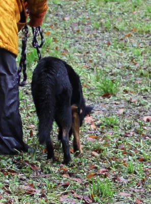 Koja bitz irritiert vom Schiesslärm...