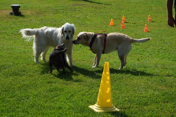 Aber zerscht mol alli begrüesse und ufwärme