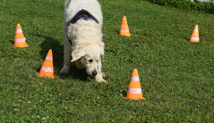 Gutzi sueche und drbi nid alli Döggeli umgheie.