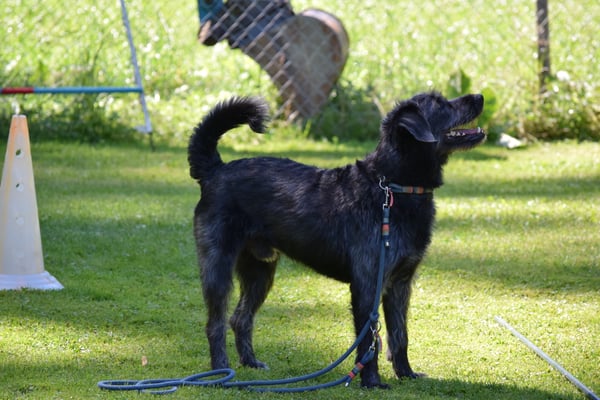 Au do muess i bliebe