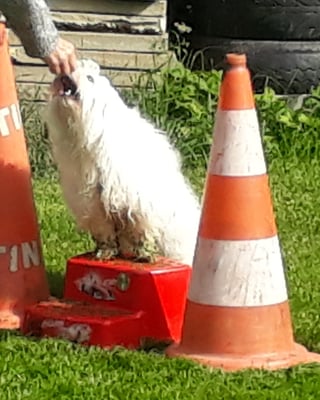 Gekonnt! Nüt verlernt in der Pause!
