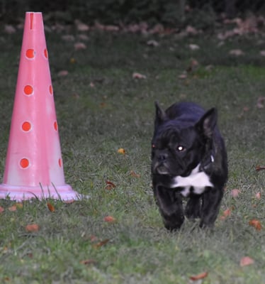 Das chan i bestimmt grad so guet