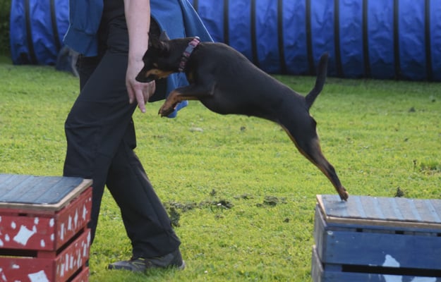 Wow, ä Riiiiiiiiiesegump vo dr chline Muus