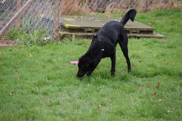 Wo ich denn das Gutzi?