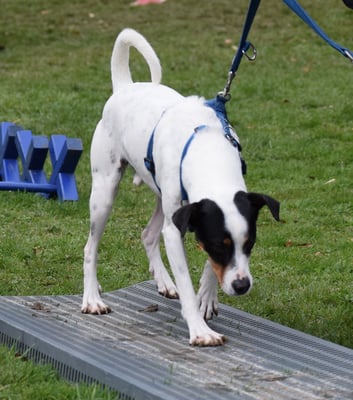 Gitter. Tja, denn halt