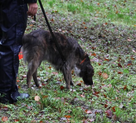 Fährte - das gfall mer...