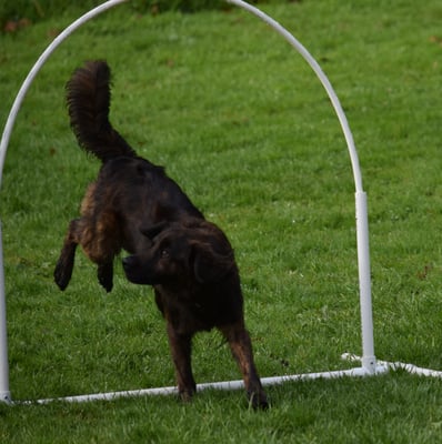 Es Riesesatz dur dr Hoop