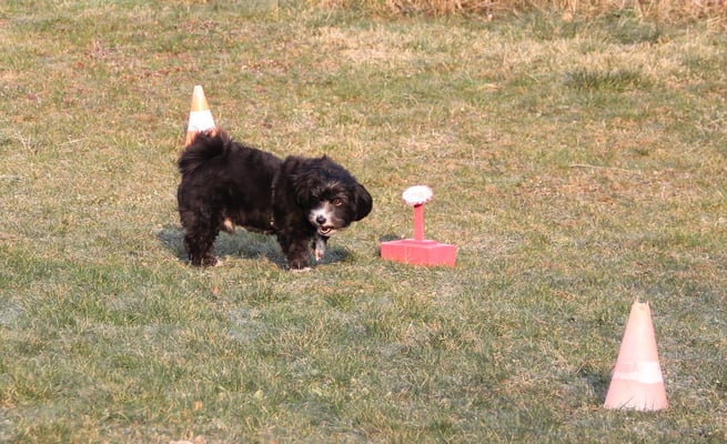 Dr Bode isch so fescht gfrore - eusi Voranständerli si nid in Bode z stecke gsi...