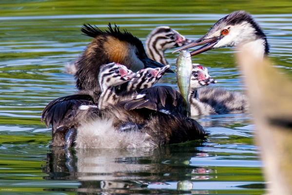 Fütterung von neugeborenen Haubentauchern