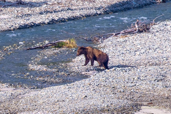 Braunbär in der Kinak Bay im Katmai National Park