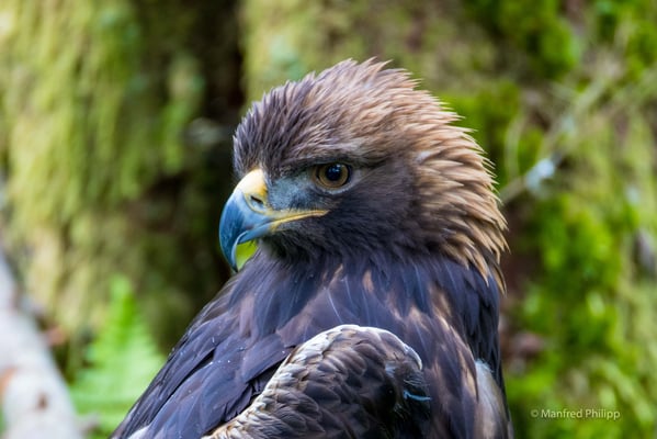 Steinadler (Golden Eagle)