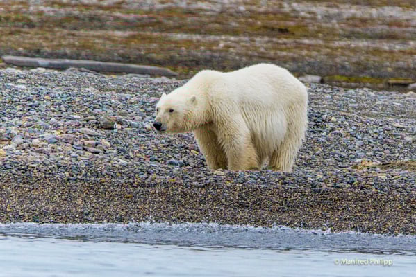Eisbär, Spitzbergen