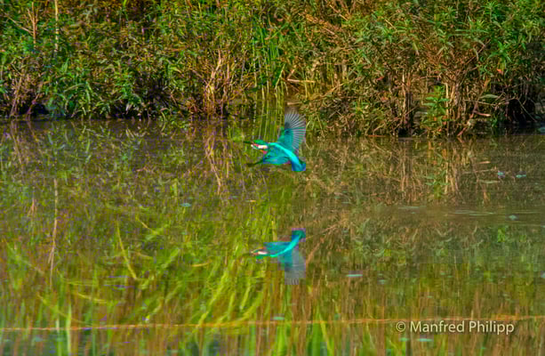 Eisvogel im Flug