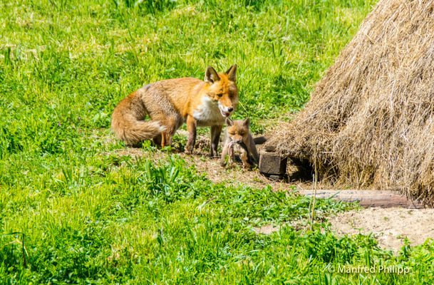 Füchsin mit Jungem