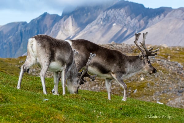 Rentier auf Spitzbergen