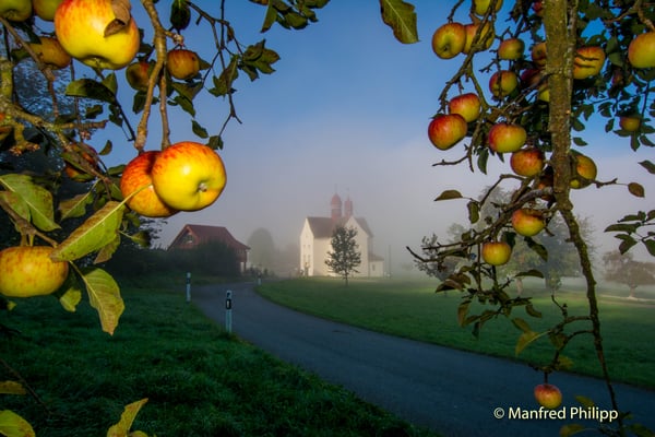 Kurz vor der Apfelernte bei St. Verena in Zug
