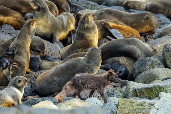 Polarfuchs und Pelzrobben, St. Paul's Island in der Beringsee