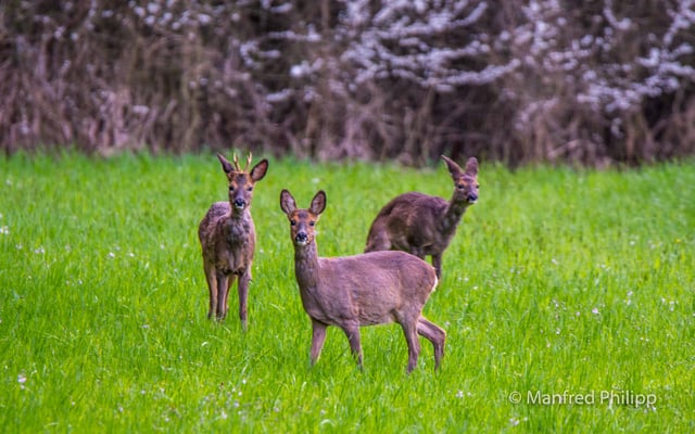 Rehe in der Reussebene