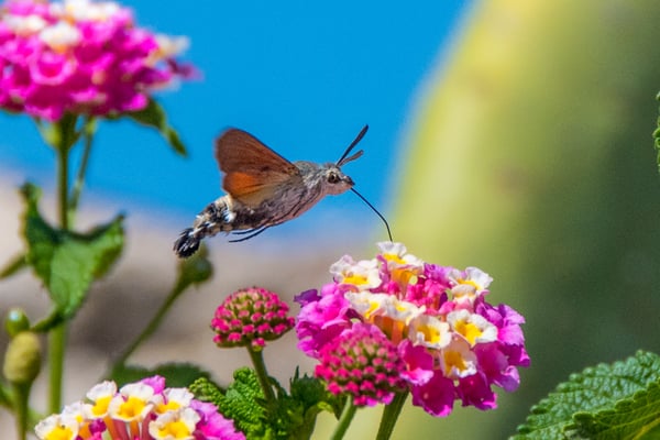 Taubenschwänzchen (Schmetterlingsart) im Garten