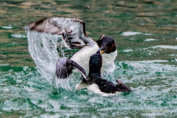 Kämpfende Dickschnabellummen, Spitzbergen
