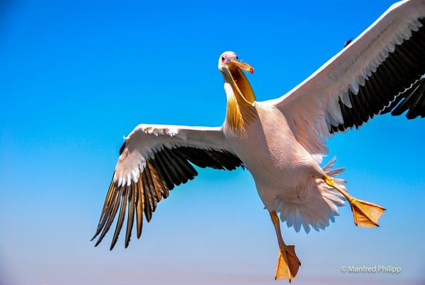 Pelikan, Namibia