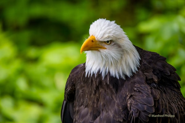 Weisskopfseeadler, Alaska