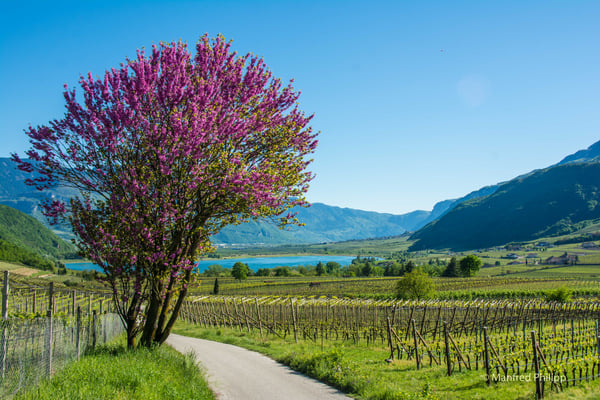 Frühjahr am Kalternsee, Italien