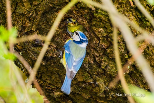 Blaumeise füttert Junges