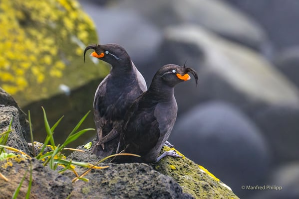 Schopfalken (Crested auklet) auf einem Vogelfelsen in St. Pauls