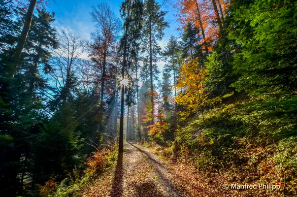 Herbstwanderung im Wald