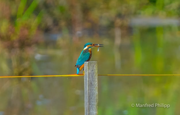 Eisvogel mit Fisch an der Reuss