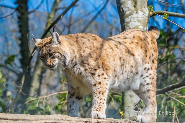 Luchs an der Sonne