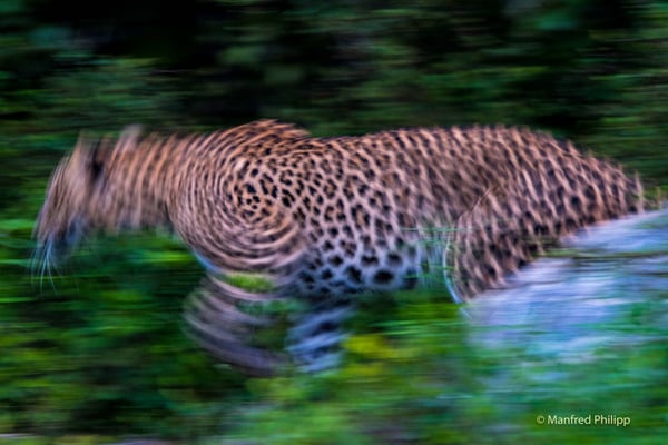 Leopard, Sri Lanka