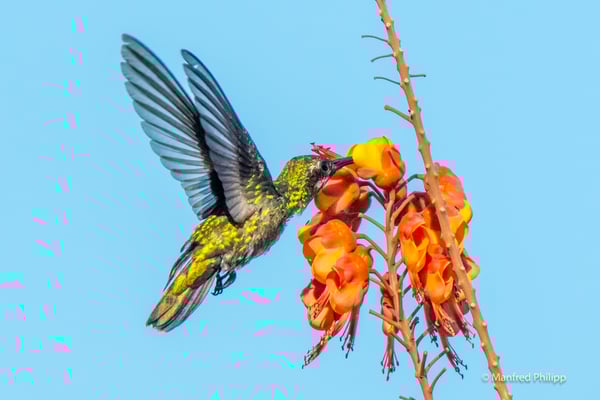 Grünbrust Mangokolibri, Costa Rica