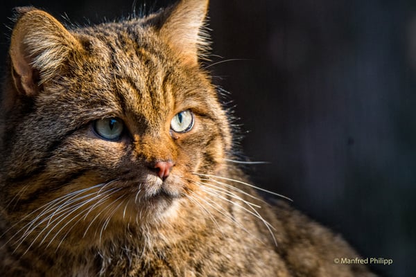 Wildkatze im Tierpark
