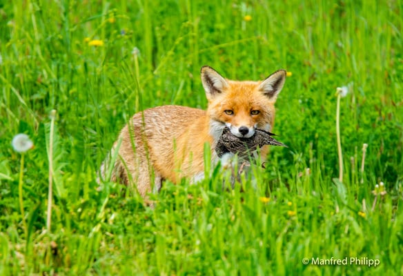 Füchsin hat einen Star erwischt und bringt ihn ihren Jungen in den Bau