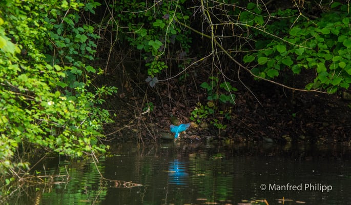 Eisvogel kurz vor dem Eintauchen