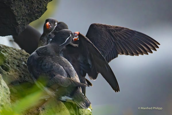 Rotschnabelalken,  St. Paul's Island in der Beringsee