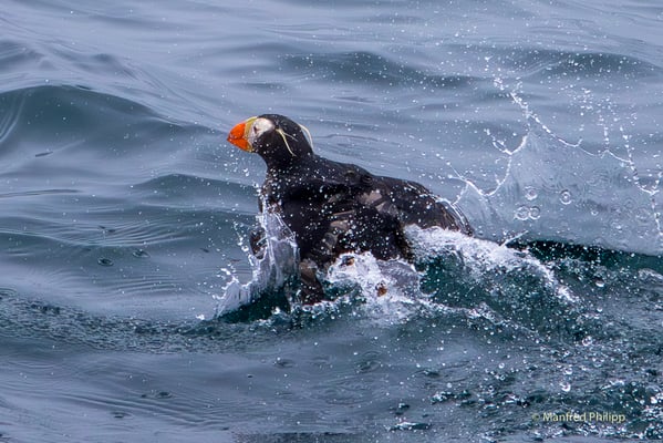 Gelbschopflund,  Alaska