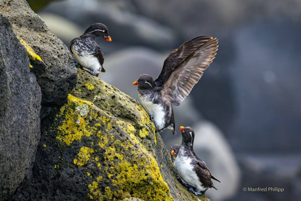 Rotschnabelalk (Parakeet auklet) auf einem Vogelfelsen in St. Pauls
