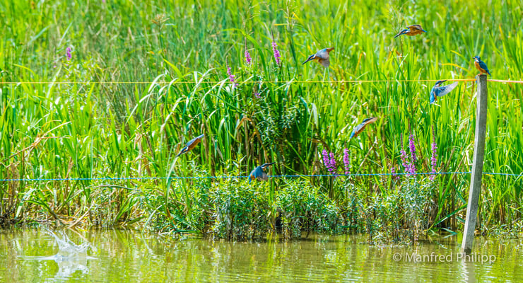 Serienaufnahme von einem Eisvogel auf der Jagd, Reuss