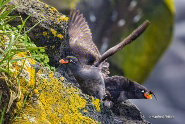 Schopfalken,  St. Paul's Island in der Beringsee