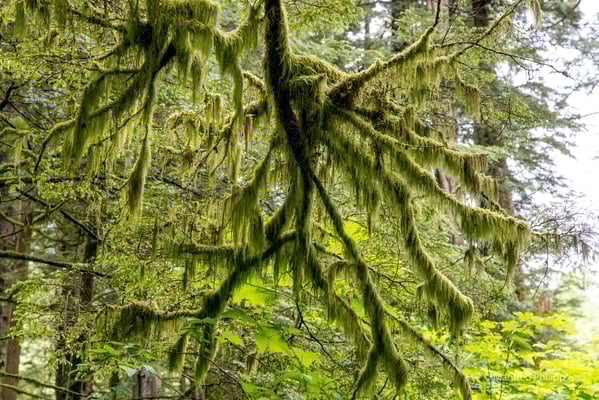 Im Regenwald bei Sitka