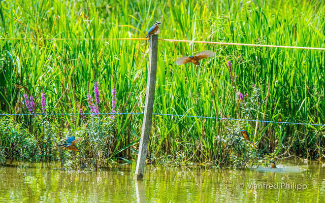 Eisvogel auf der Jagd am Flachsee