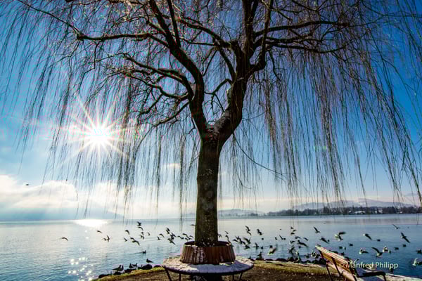 Wintersonne am Zugersee