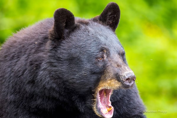 Schwarzbär in der Aufzuchtstation 'Bear Fortress' in Sitka