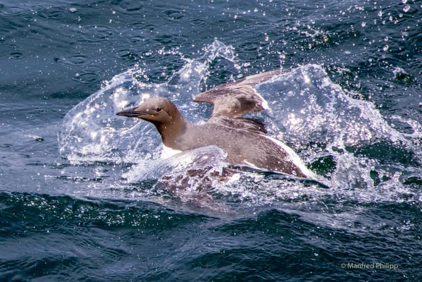 Trottellumme startet im Wasser 