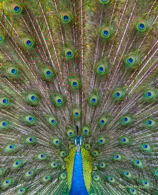 Rad schlagender Pfau, Sri Lanka