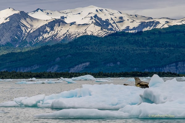 Icy Bay in Alaska, USA
