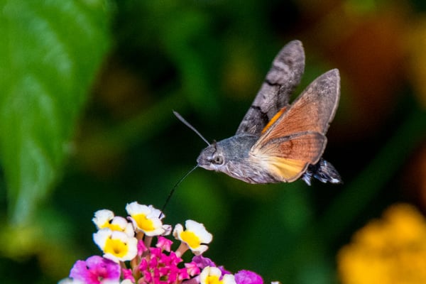 Taubenschwänzchen (Schmetterlingsart) im Garten